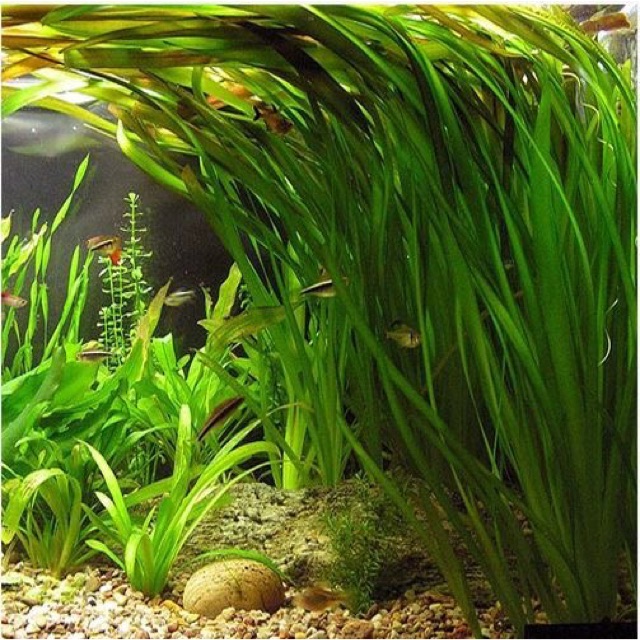 Valisneria Nana Tanaman Baground Aquascape Biotope Aquarium Shopee Indonesia
