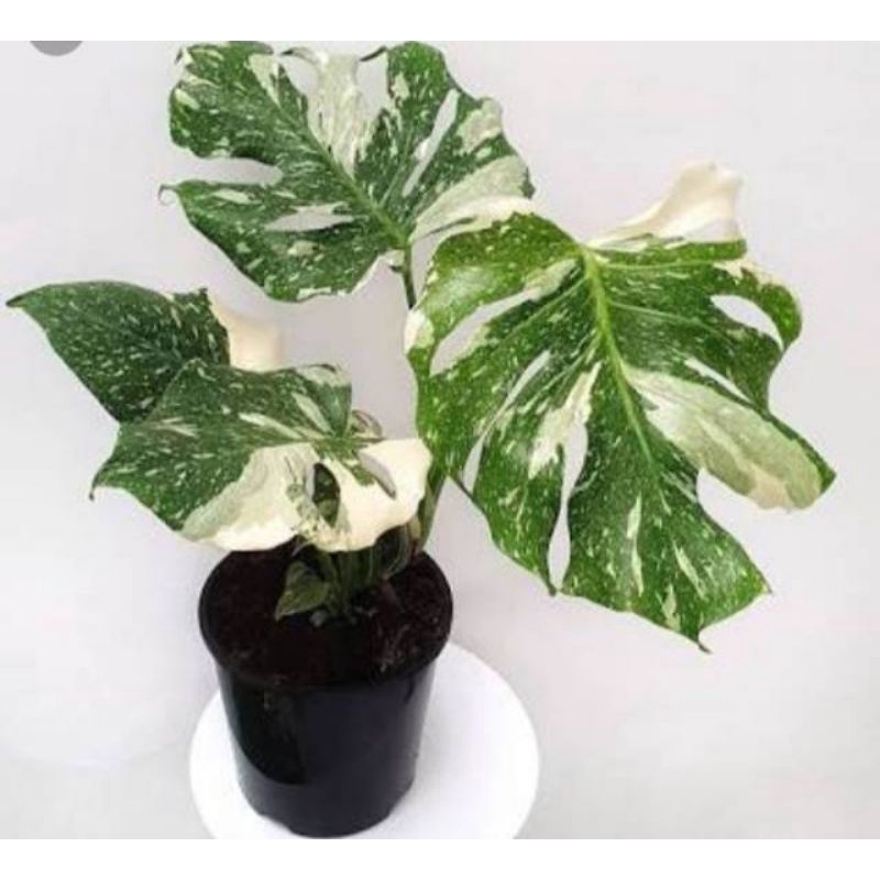 monstera varigata thailand - bibit tanaman hias monstera varigata thailand BIBIT BONGGOL