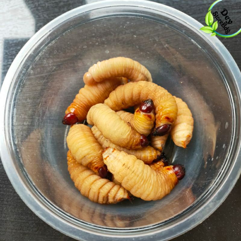 

KUDAPAN ULAT SAGU SAMBEL GEPREK BAWANG SAMBEL BALADO PEDES MURAH PREMIUM
