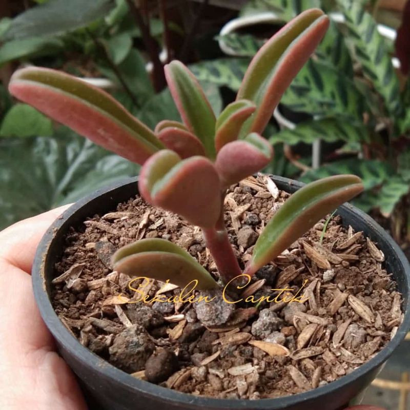 Sukulen Graveolen Merah