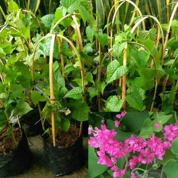 Tri Tanaman Hias Rambat Air Mata Pengantin Bunga Air Mata Pengantin Shopee Indonesia