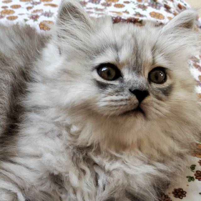 cikodewa