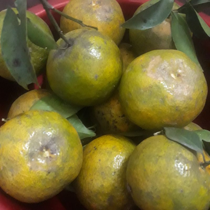 

JERUK SIEM / BUAH JERUK / JERUK 1 kilo