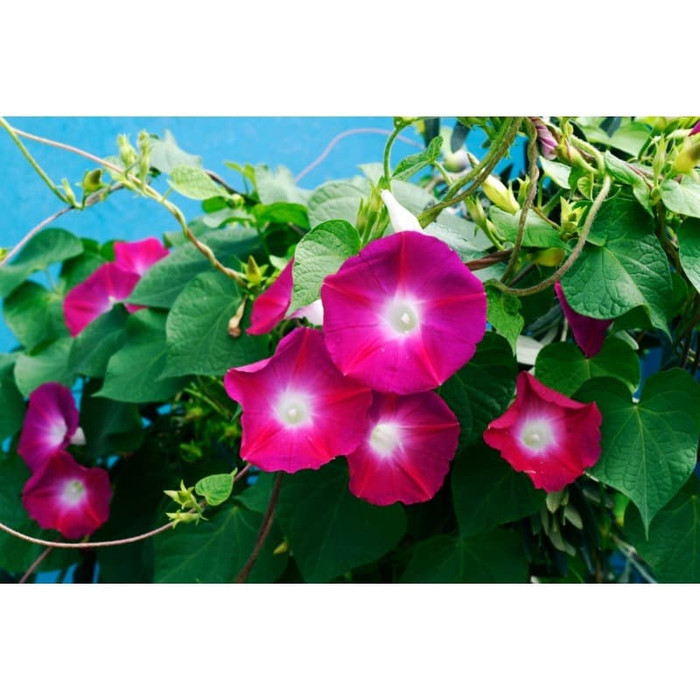 Haira Seed Bibit-Biji Bunga Morning Glory Scarlet O'hara