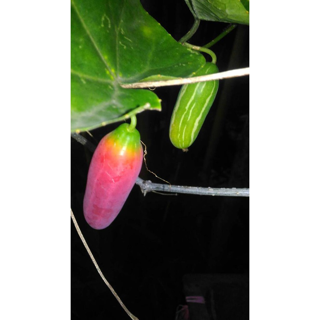 P@G Bibit Timun Padang / Timun Tikus / Mentimun / Buah Coccinia