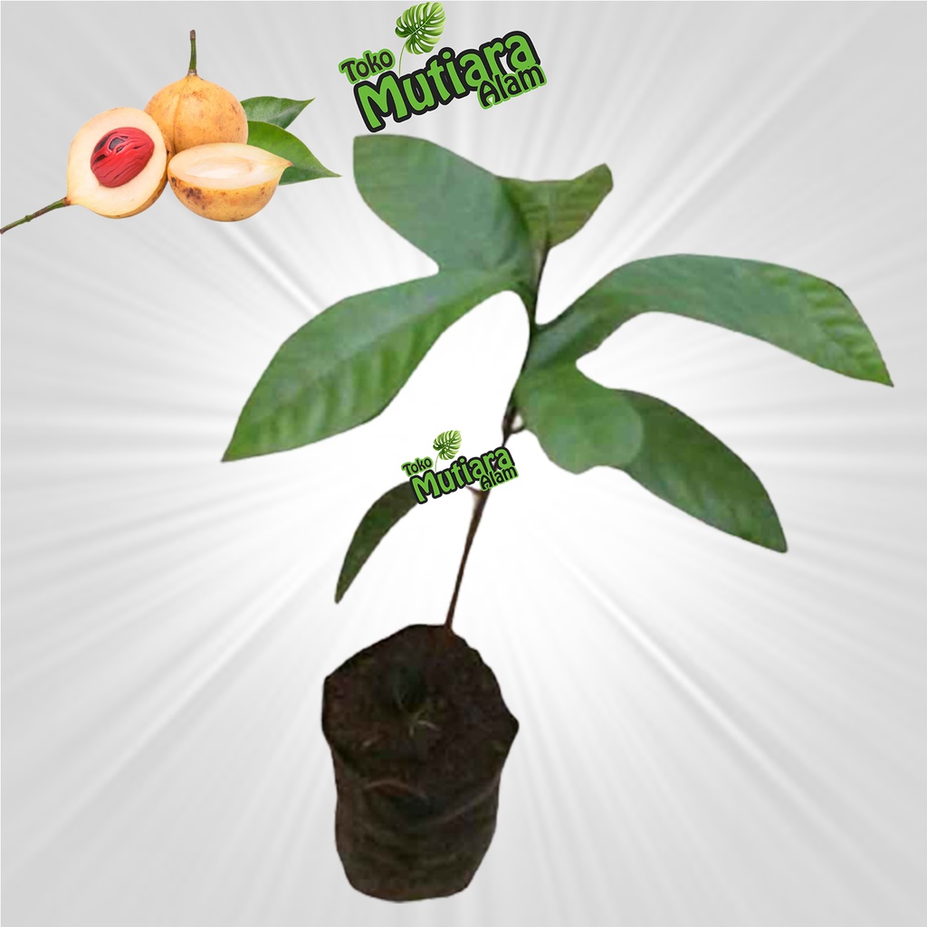 bibit pala mutiara alam