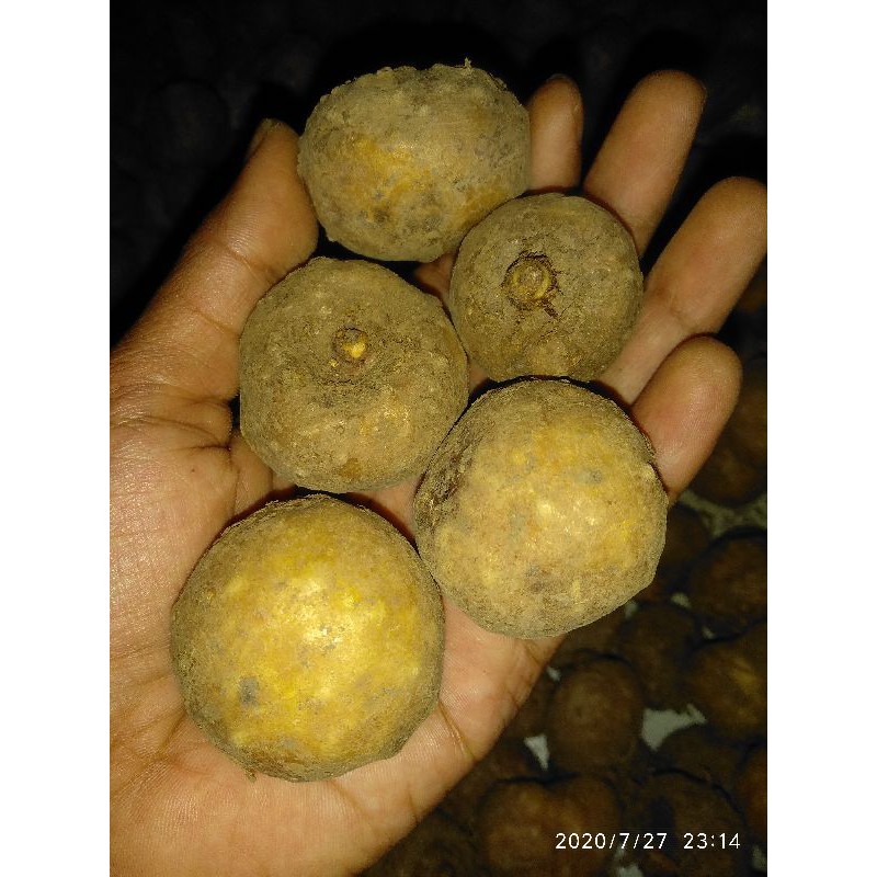 BIBIT UMBI PORANG 1KG ISI 10-20 BIJI | BIBIT PORANG BIBIT ASLI KARANTINA