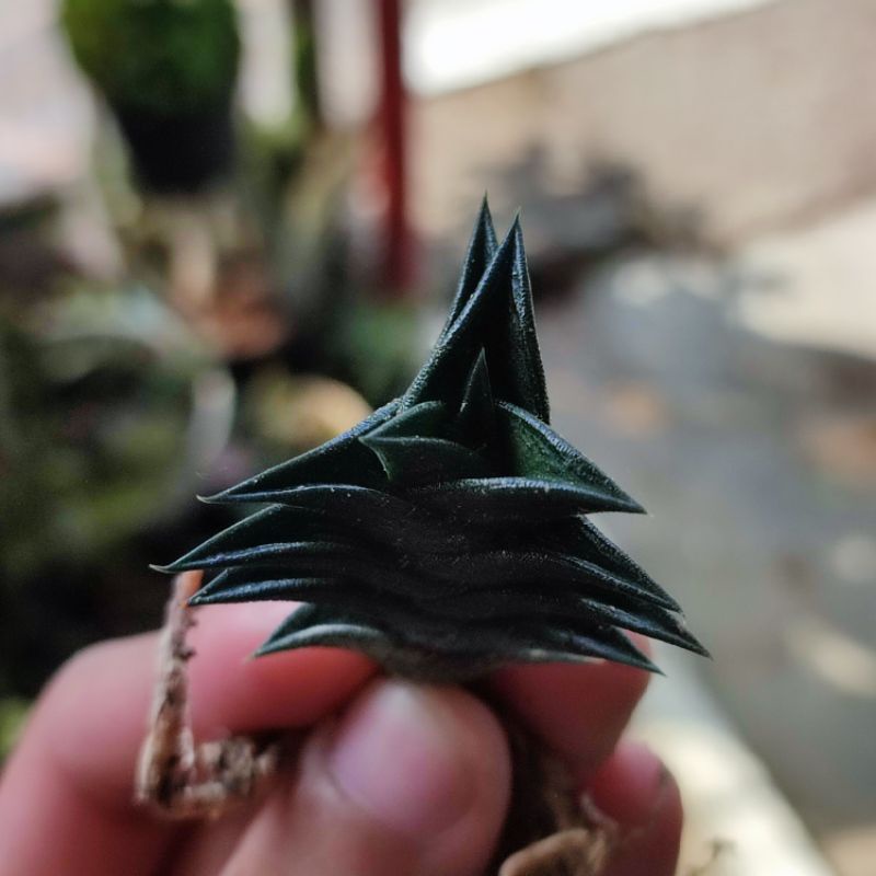 Haworthia Viscosa Sukulen Unik