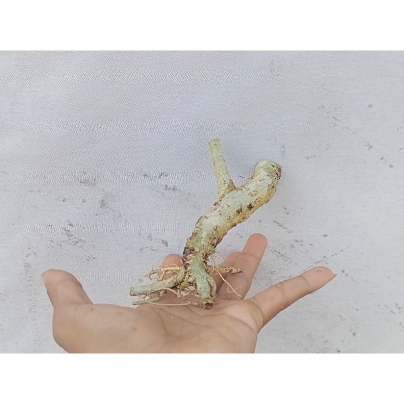 bahan bonsai SERUT MAME (dongkelan)