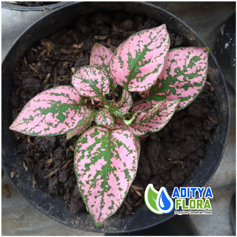 tanaman hias hipotes pink - hipotesa pink - hipoestes pink