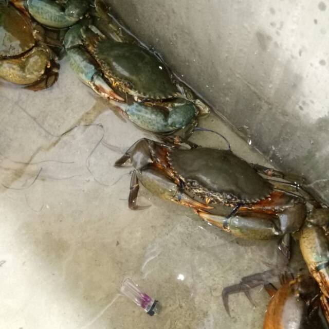 

Kepiting bakau rebuss