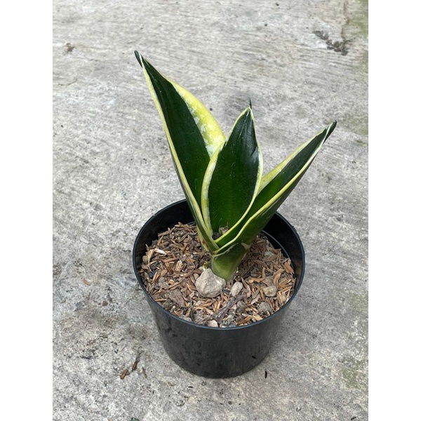 Sansevieria Sansivera Sanse Indoorplant | Twister | Gold Flame | Pagoda | Golden Banner | Fishceri