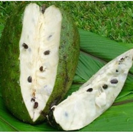 Bibit Sirsak Madu