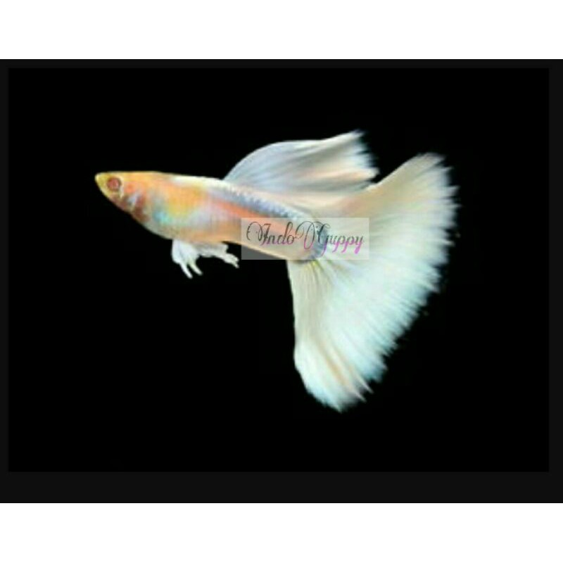 IKAN GUPPY ALBINO FULL PLATINUM (AFP)