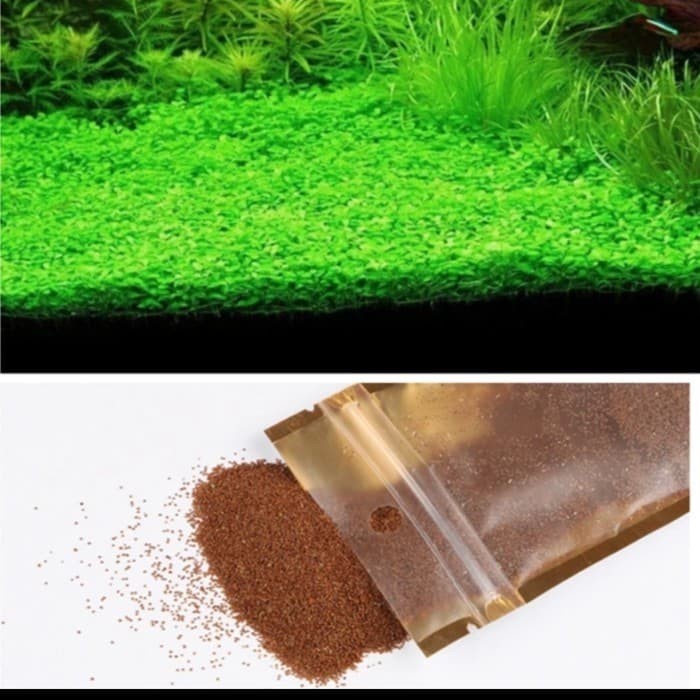 Bibit tanaman Aquascape - mini Grass Carpet Seed -- Tanaman Karpet aquarium