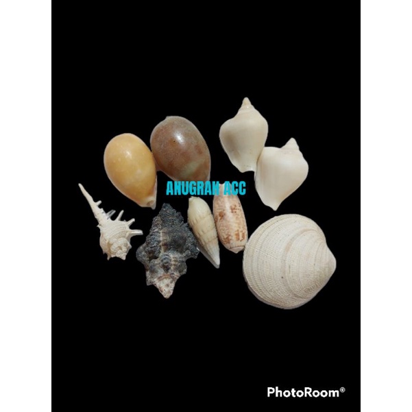 cangkang kerang jumbo hiasan aquarium