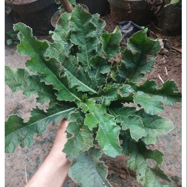 Bibit tapak liman / tanaman tapak Liman / daun tapak liman