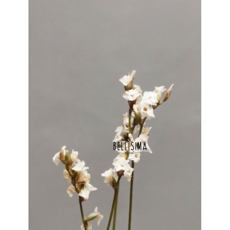 [MIN 5 ITEM] Dried limonium caspea putih - Bunga kering rustic bogor