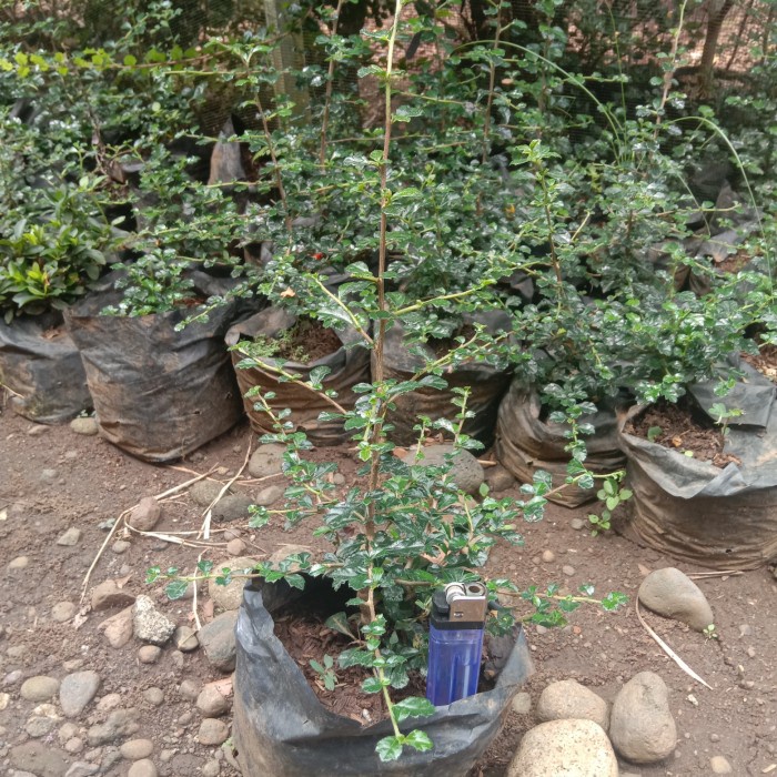 READY BIBIT TANAMAN HOKIANTEA MIKRO-BUAH