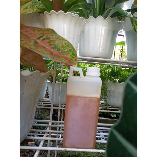 Madu Asli Hutan Sialang Riau