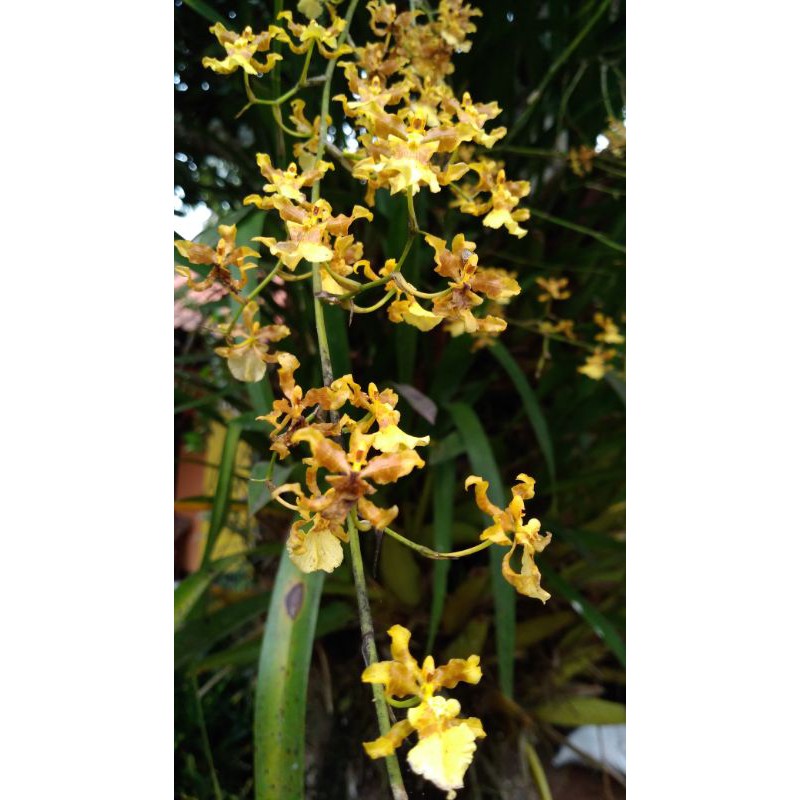 Anggrek Oncidium Americana