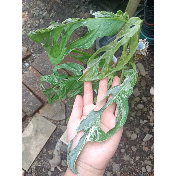 janda bolong variegata lokal