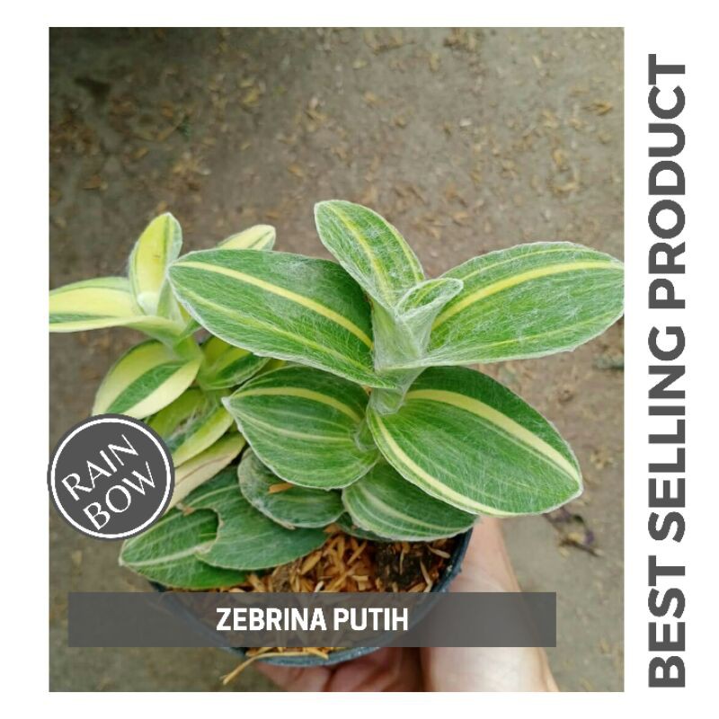 Tanaman Hias Zebrina Putih
