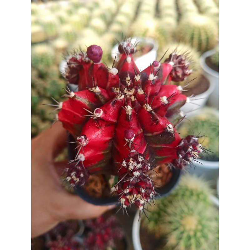 Jual nishiki grafting big size Shopee Indonesia