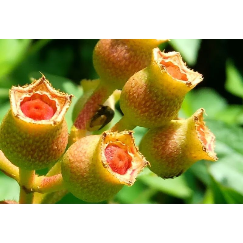 

Buah senggani senduduk segar 250 gram