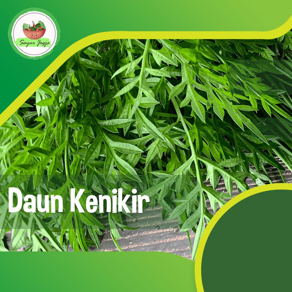 

Daun Kenikir / ikat