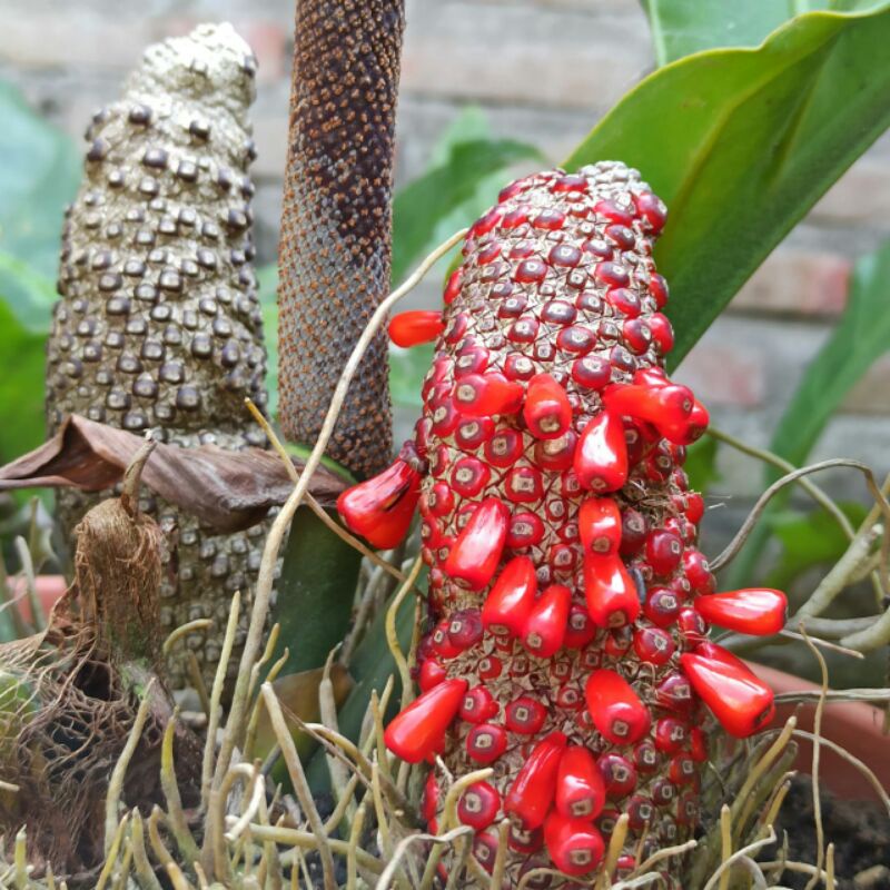 Benih / Biji Bibit Anthurium