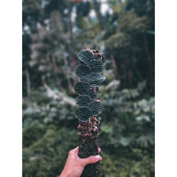 Rapidophora tenuis silver