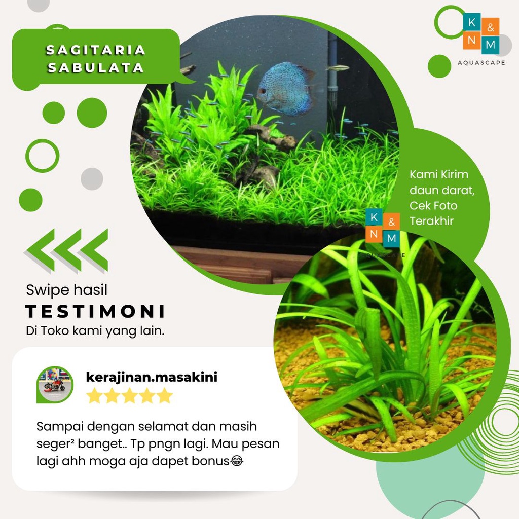 Sagitaria Subulata Sagita Tanaman Tumbuhan Karpet Carpet Aquascape Aquarium Tanpa Low Co2