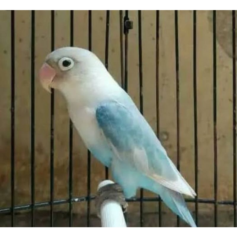 Lovebird pasbir jantan dan betina