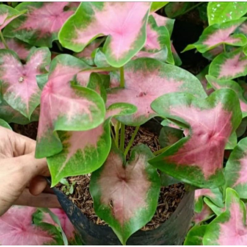 tanaman hias keladi pink love/pohon keladi pink love