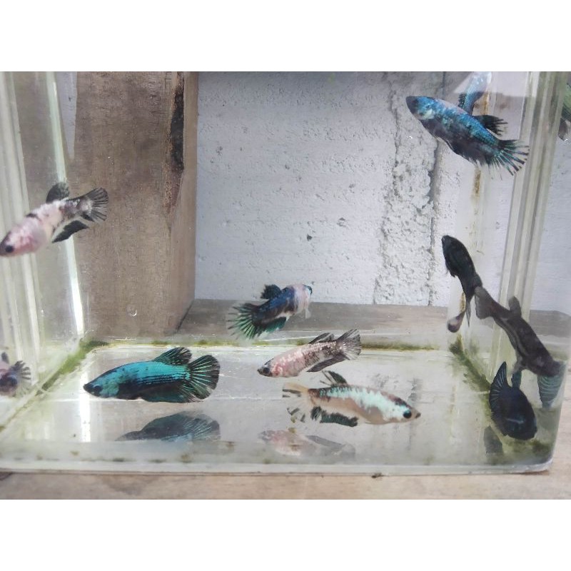 Ikan Cupang Black Samurai Plakat