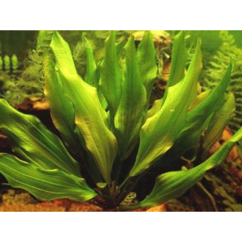 Echinodorus Major Marti ( Tanaman Aquascape Tanpa Co2 )