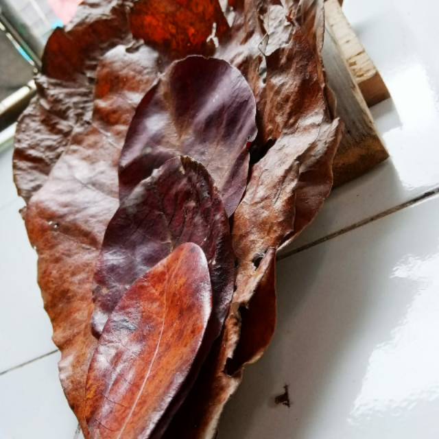 

Daun ketapang laut