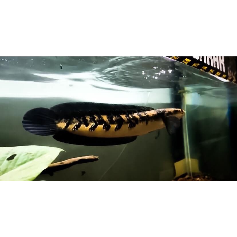 Ikan Baby CHANNA Yellow Sentarum