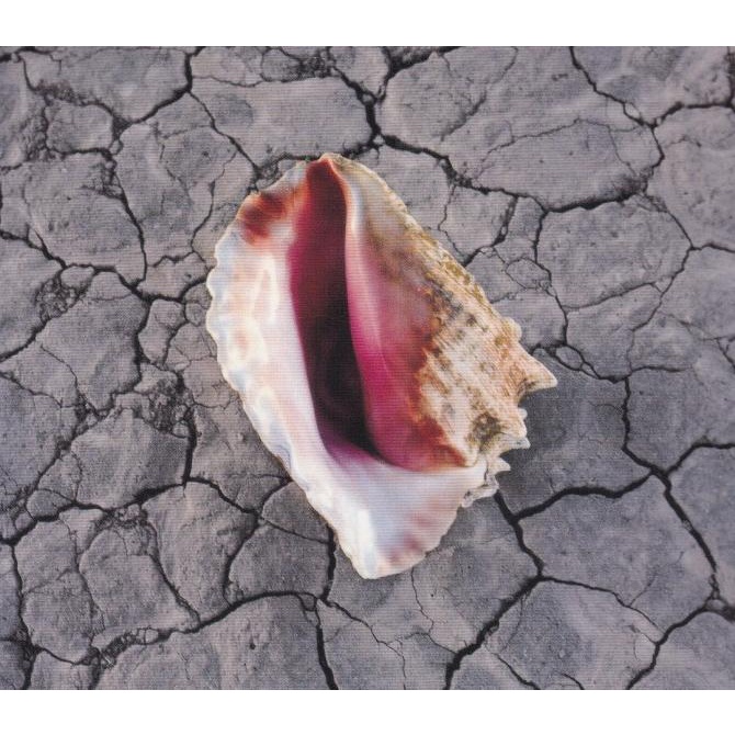 CD The Killers - Wonderful Wonderful webk07
