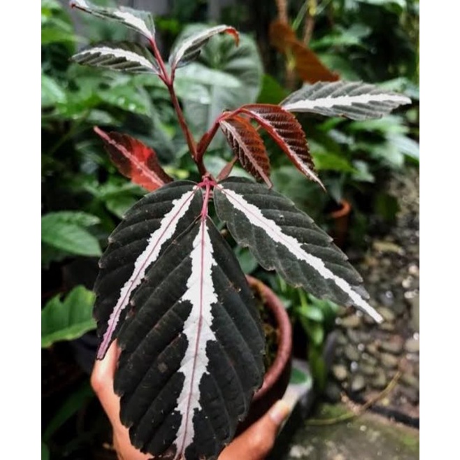 Leamabilis sp borneo 3pcs