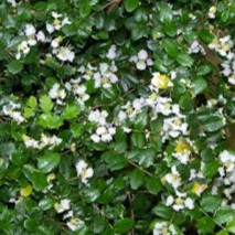 Tumbuhan hidup Mirten / kelingkit taiwan -