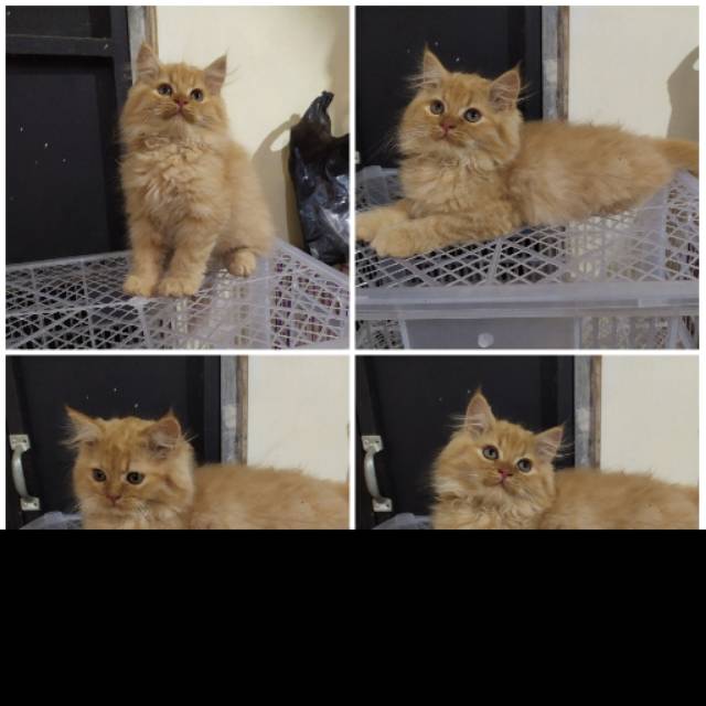 Kucing kitten persia