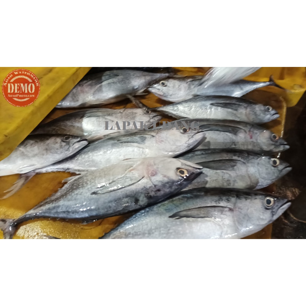 

Ikan Tongkol Segar Baby Tuna Tongkol Segar Abu abu