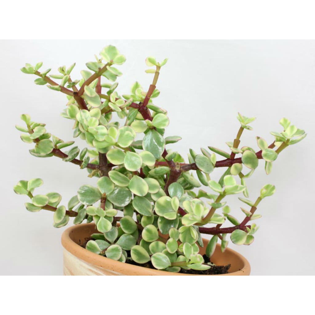 Rainbow Bush Variegata Portulacaria Elephant Bush succulent indoor plant