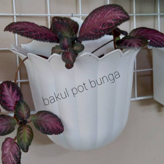  Pot  Dinding Pot  Tembok  Tempel  TB25 Mawar Shopee Indonesia