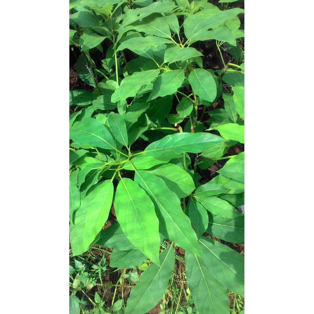 BIBIT TANAMAN BUAH ALPUKAT HASS-HASS AVOCADO-ALPUKAT AUSTRALIA PREMIUM SELLER