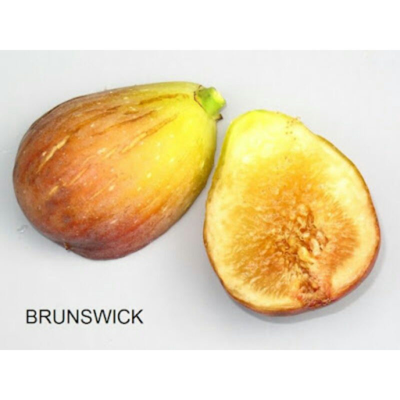 Bibit buah tin jenis langka BRUNSWICK (fresh cangkok)