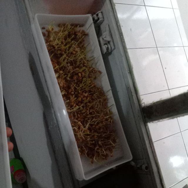 Tray Semai Putih Untuk Hidroponik, Organik Dan Micro Green