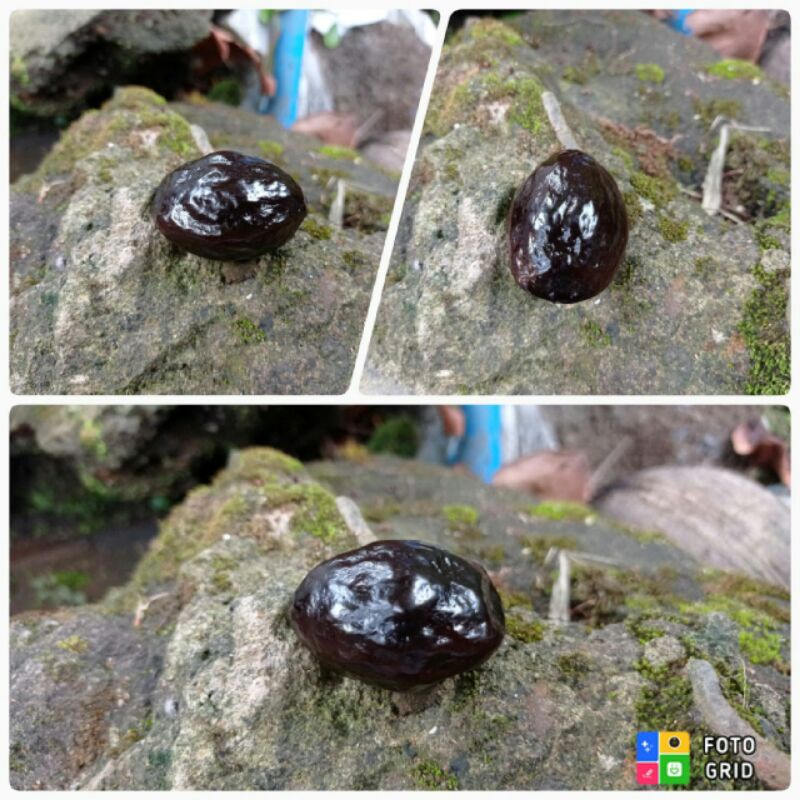 Muncang adu jenis Panjangan Local Tasik